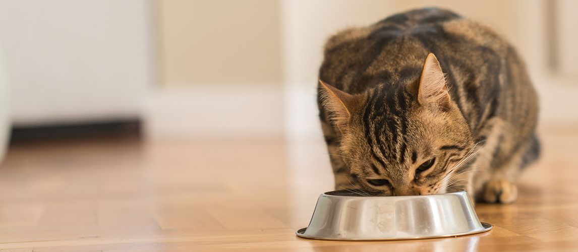 The Best Cat Food For Bengals in 2022 | Pet Side