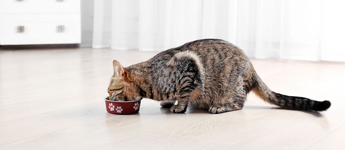 The Best Dry Cat Food in 2022 | Pet Side