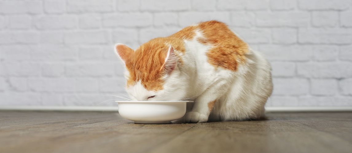 The Best High Fiber Cat Food in 2022 | Pet Side