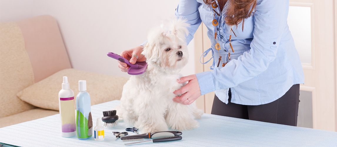 what is the best dematting tool for dogs