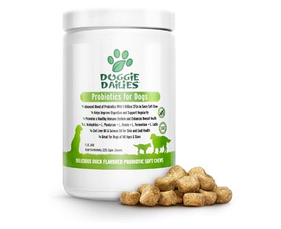 The Best Probiotics for Dogs in 2022 | Pet Side