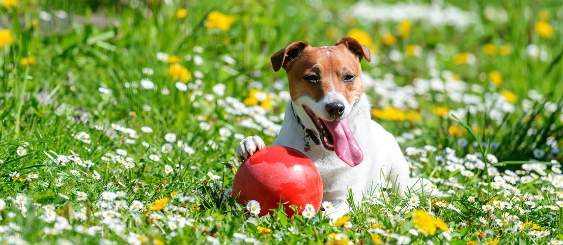 ✓ Top 5 Best Herding Balls for Dogs in 2023 