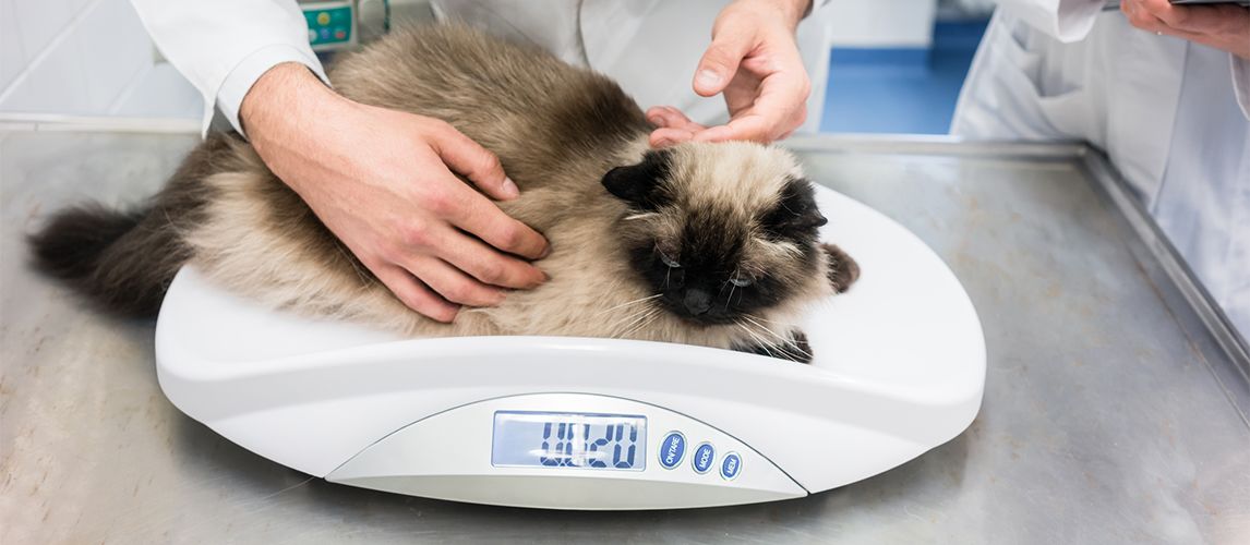 Digital Small Animals Scales for Weighing with Tape Measure, Puppy Whelping  Scale Weigh Your Kitten, Rabbit with High Precision, Multifunction