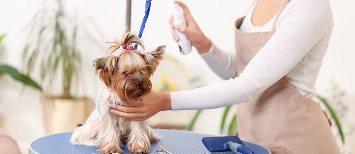 The Best Dry Shampoos For Dogs in 2022 | Pet Side