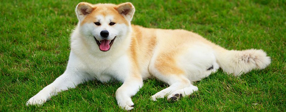 10 Oldest Dog Breeds in the World | Pet Side