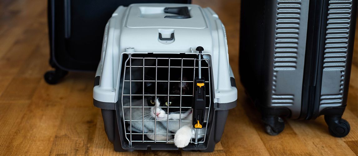 The Best Airline Approved Pet Carriers in 2022 | Pet Side