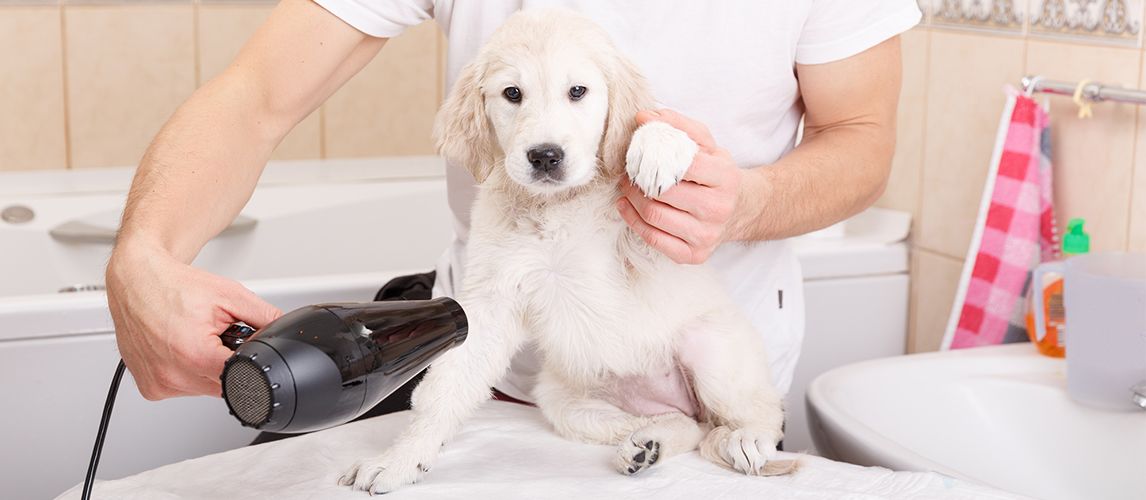 The Best Dog Dryer for Home Grooming in 2022 | Pet Side