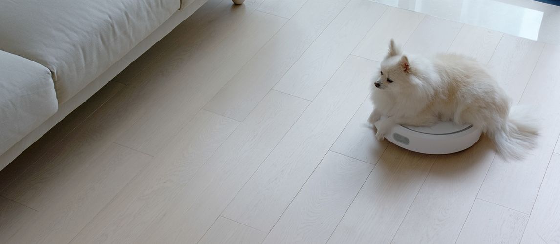 Dog on the vacuum cleaner