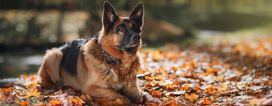 are german shepherds loyal dogs