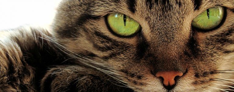 Cat Vision: Can Cats See In The Dark? | Pet Side