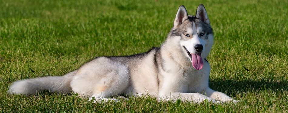 Husky Poodle Mix (AKA Siberpoo): Breed Facts & Temperament | Pet Side