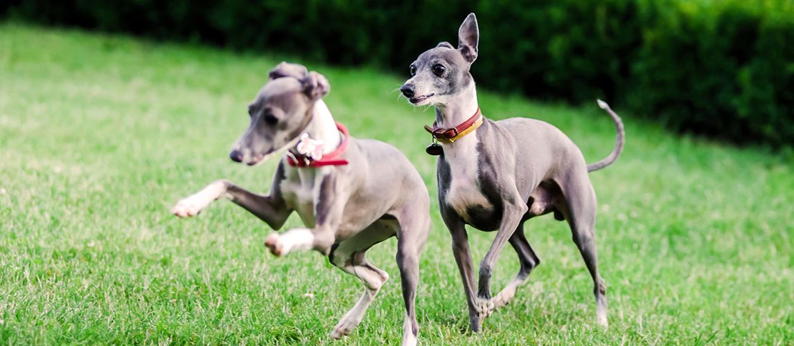 what is the best natural greyhound chewable food