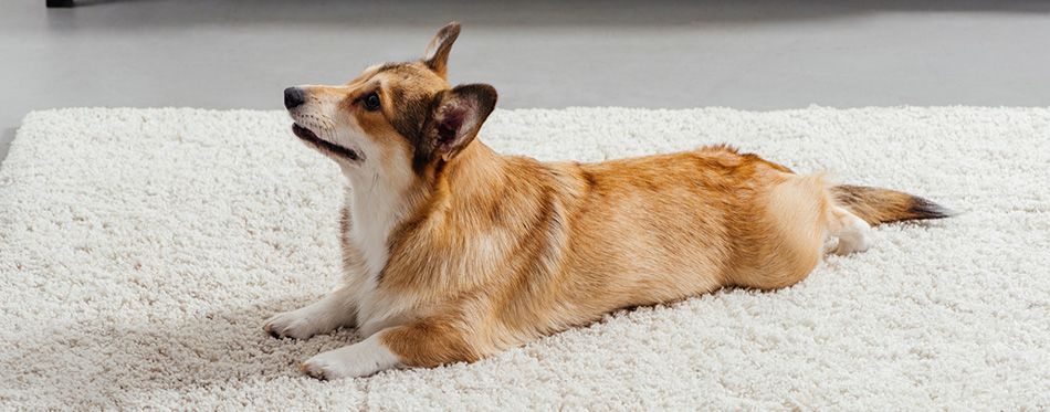 What Is Splooting Why Do Dogs Sploot Pet Side