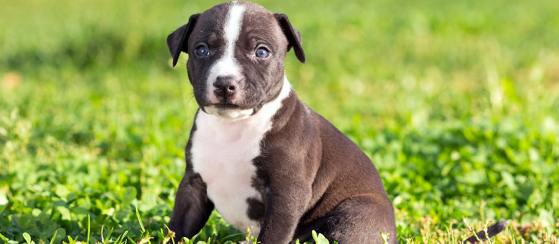 Is Pure Balance Dog Food Good For Pitbulls