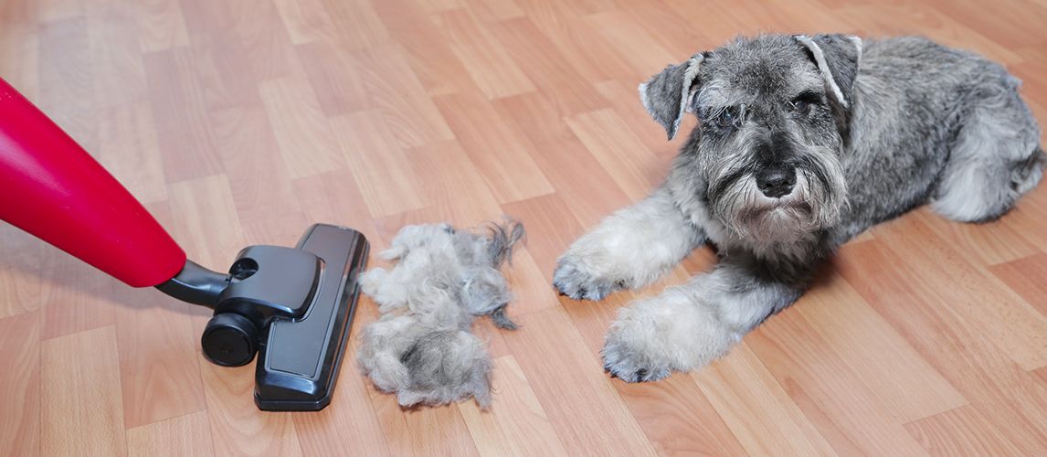 Vacuum cleaner and dog