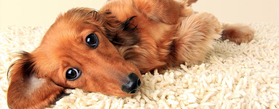 Why do dogs discount lick carpet and blankets