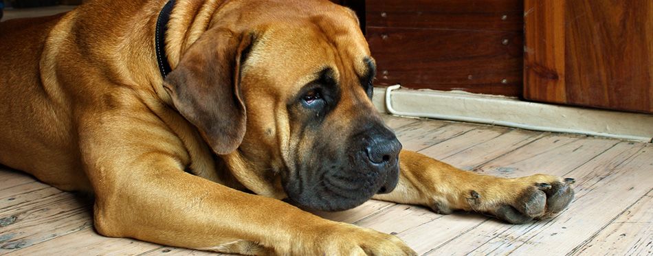 are boerboel puppies lazy