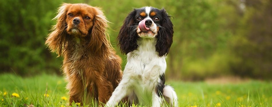 10 Most Expensive Dog Breeds | Pet Side