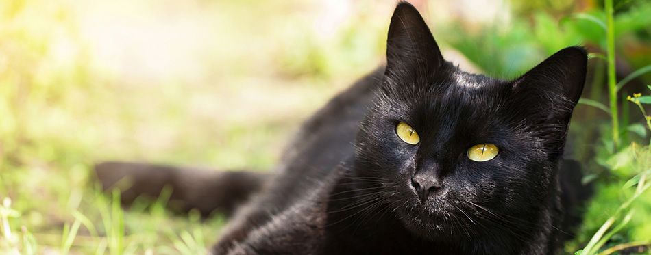 Bombay Cat: Breed Information, Characteristics And Facts | Pet Side