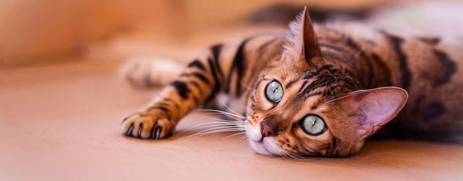 Cat: Cat Information, Characteristics and Facts | Pet Side