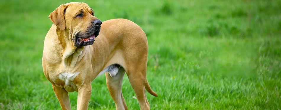 Breed Facts and Temperament | Pet Side