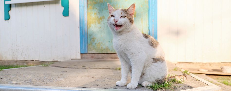 Distinct Cat Meow Meanings: From Squeaking to Snarling - AskVet