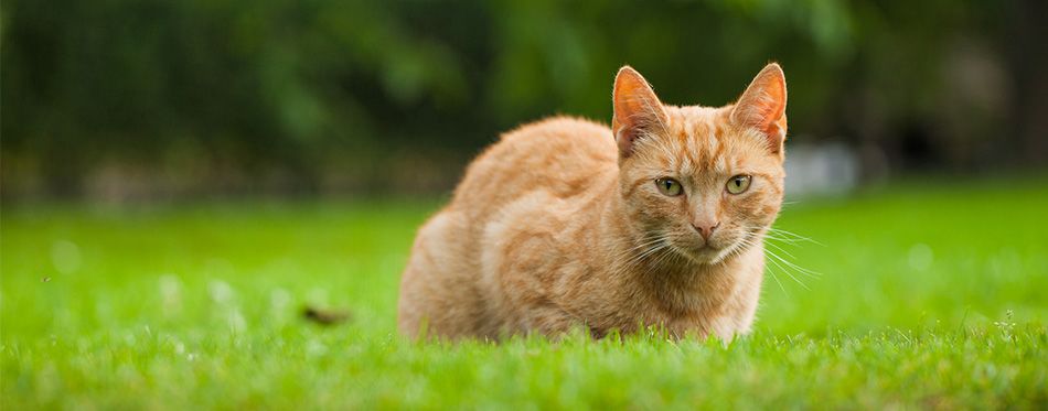 how-long-can-a-cat-go-without-peeing-pet-side