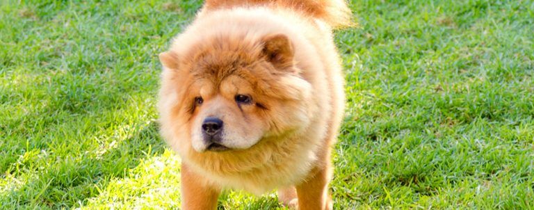 10 Most Expensive Dog Breeds | Pet Side