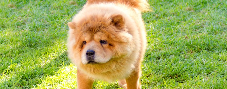 10 Most Expensive Dog Breeds | Pet Side