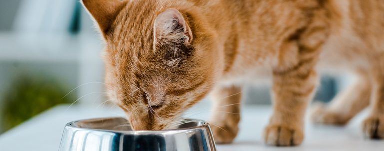 how-long-to-safely-leave-canned-cat-food-out-pet-side