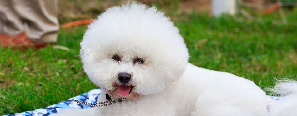 are bichon frise puppies lazy