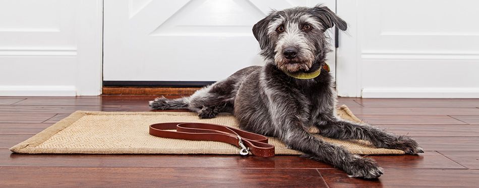 Here's How To Protect Your Wood Floors From Dog Urine - RugPadUSA