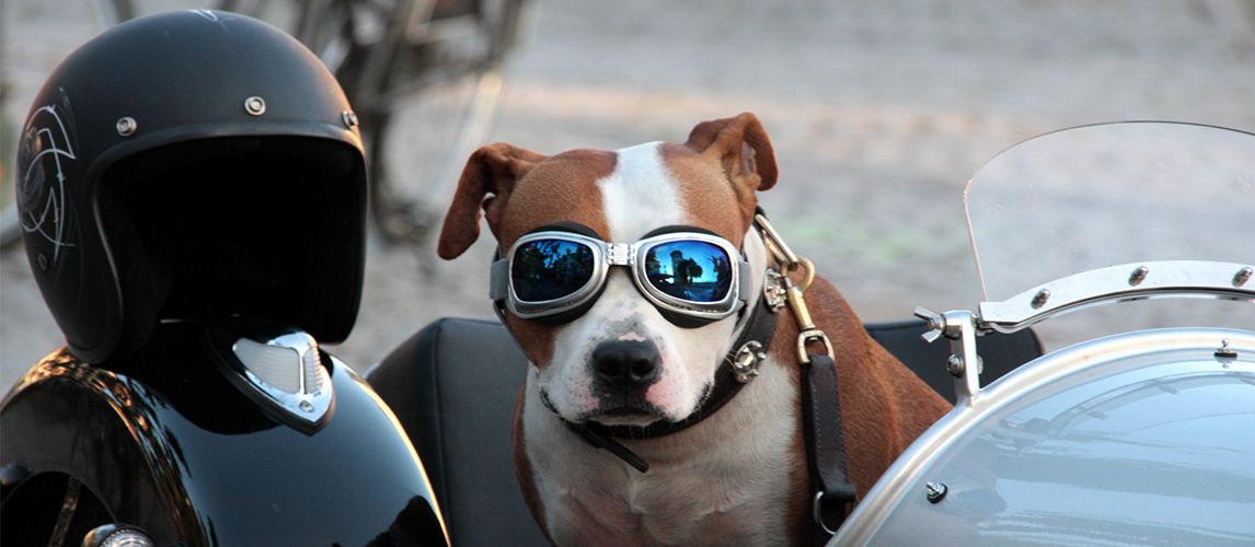 The Best Dog Motorcycle Helmets in 2022 | Pet Side