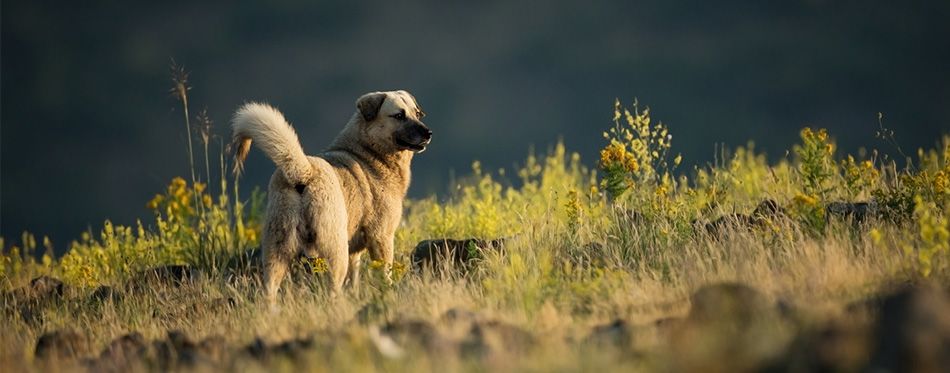 are kangal dogs intelligent dogs