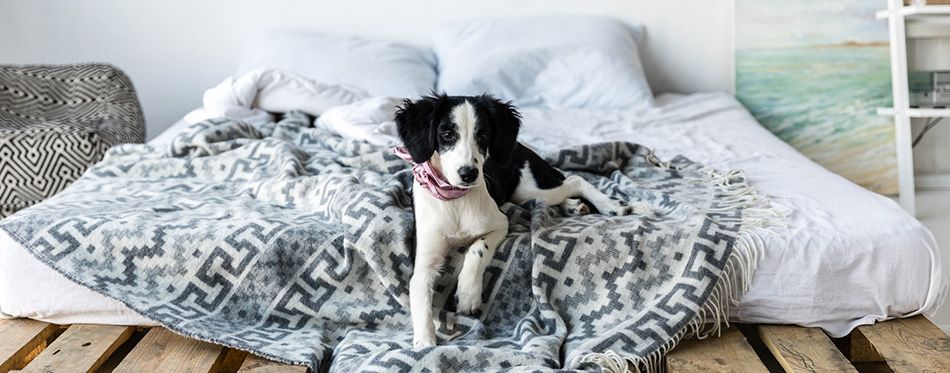 why-do-dogs-pee-on-beds-pet-side