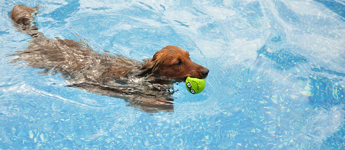 The Best Dog Pools in 2022 | Pet Side