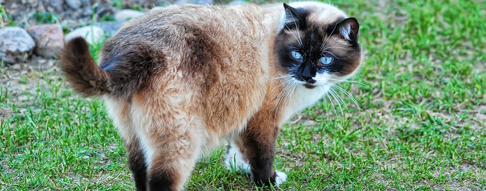 Snowshoe Cat: Cat Breed Information, Characteristics and Facts | Pet Side