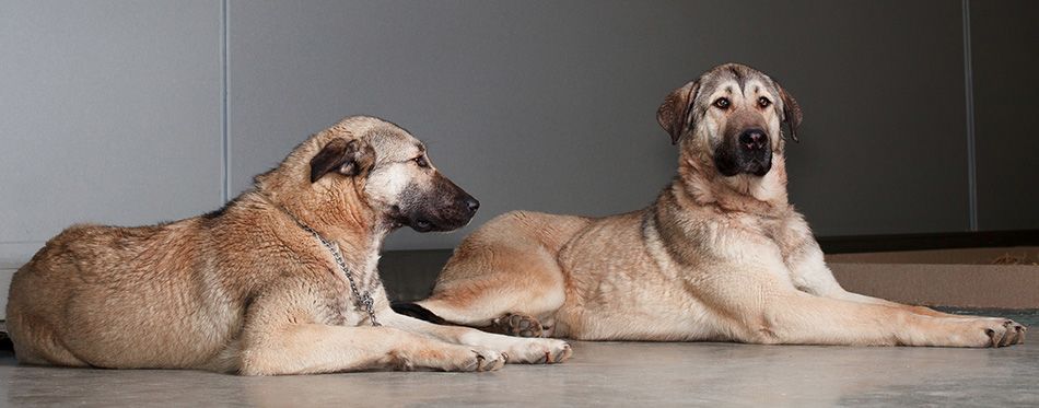 are kangal dogs intelligent dogs