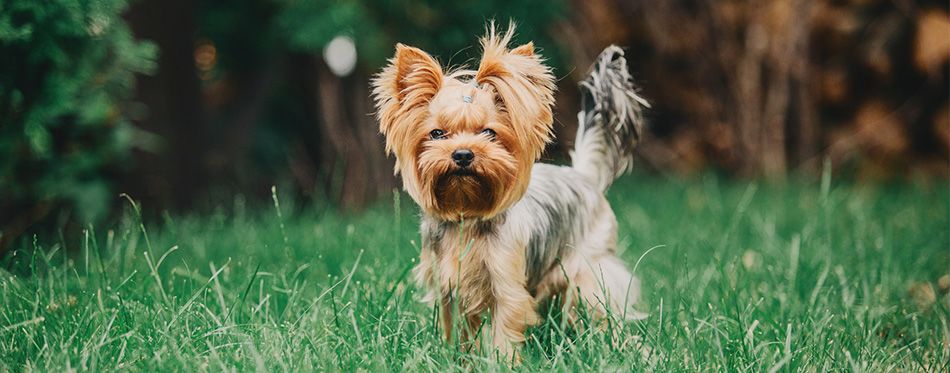 how big will a yorkie chihuahua mix get