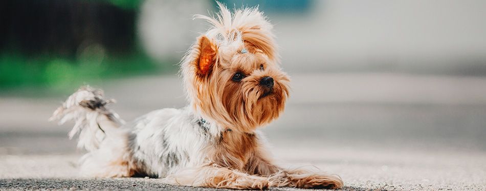 what age do yorkies ears stand up