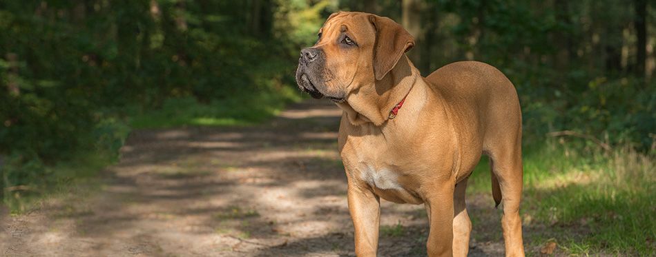 are boerboel puppies lazy