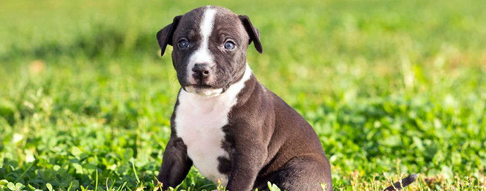 Everything You Need to Know About Taking Care of Pitbull Puppies –  petventuresbook