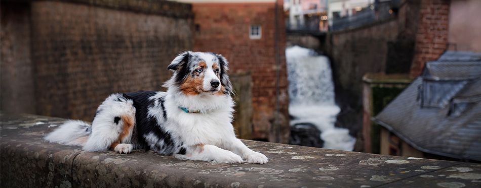 Toys to keep Australian Shepherds Busy