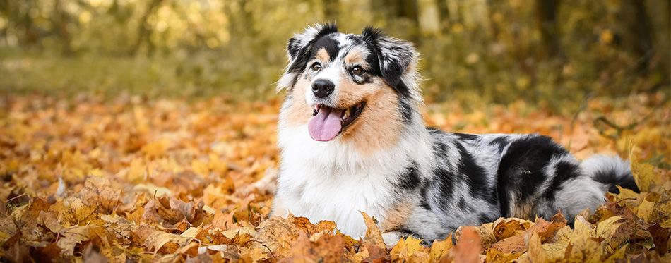 18 Interesting Facts About Australian Shepherds - PetHelpful