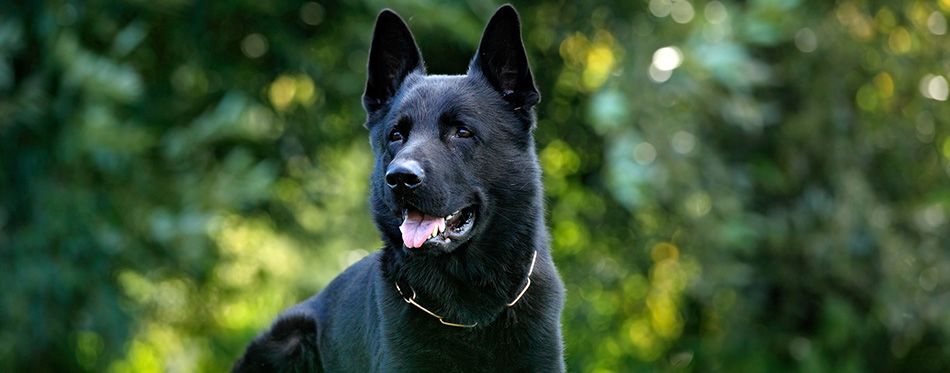 how rare are all black german shepherds