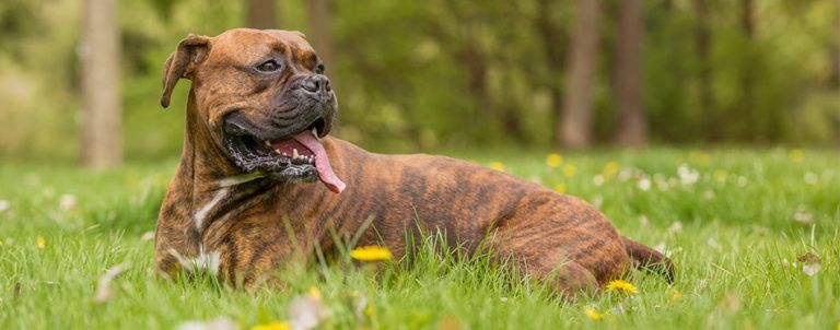 Pitbull Boxer Mix: Breed Facts & Temperament | Pet Side