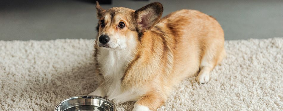 Cute corgi dog with bowl of water standing on carpet at home