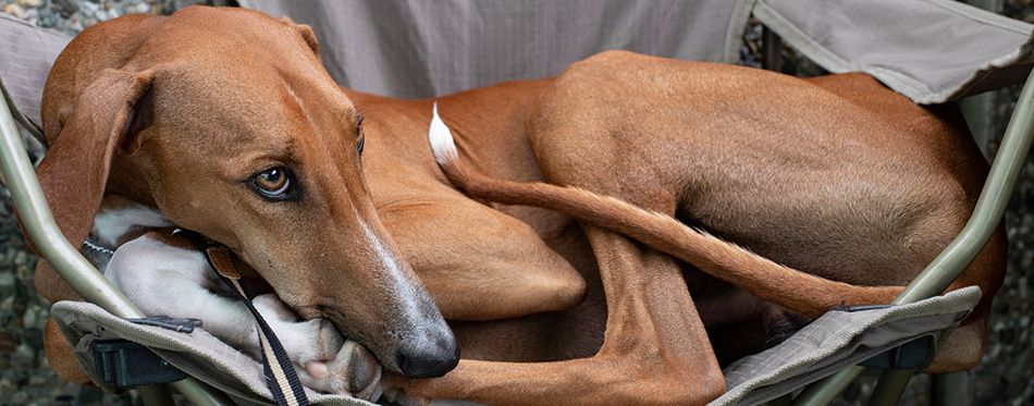 are pig ears bad for a dogue brasileiro