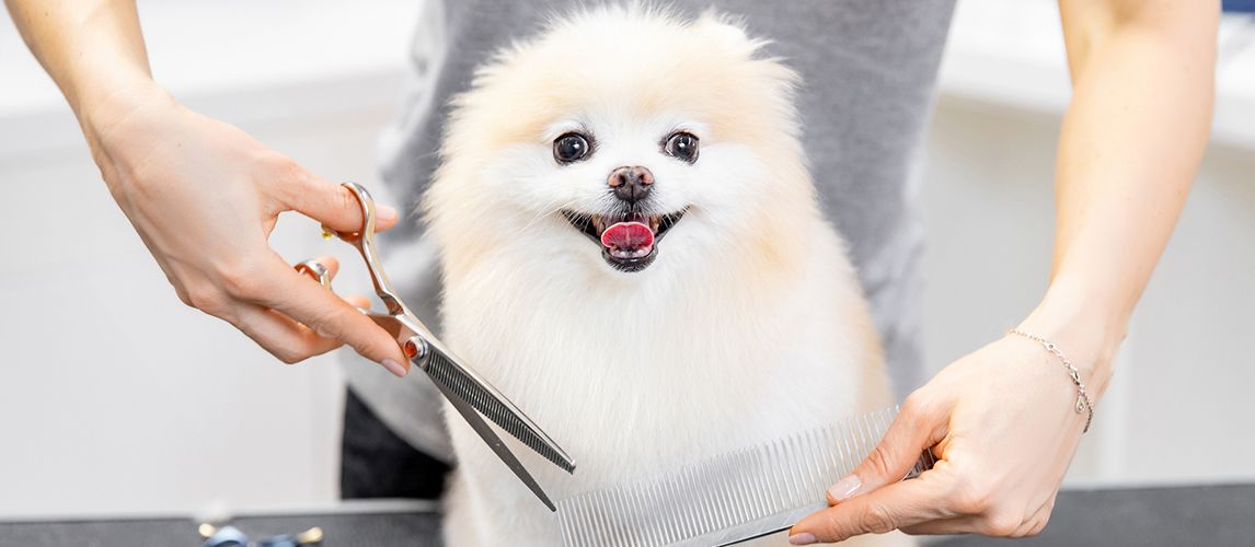 The Best Dog Thinning Shears in 2022 | Pet Side