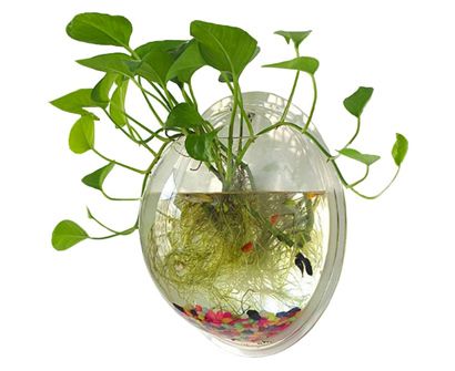 The Best Fish Bowls in 2022 | Pet Side